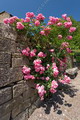 Dog Rose